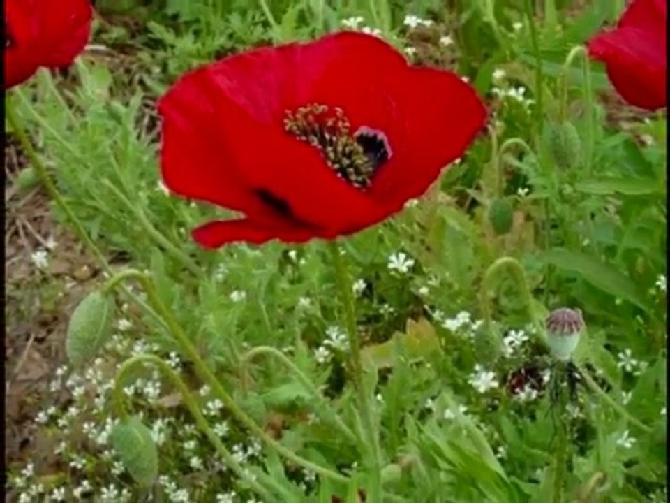 SOLEDAD BRAVO--VIOLIN DE BECHO [HQ]