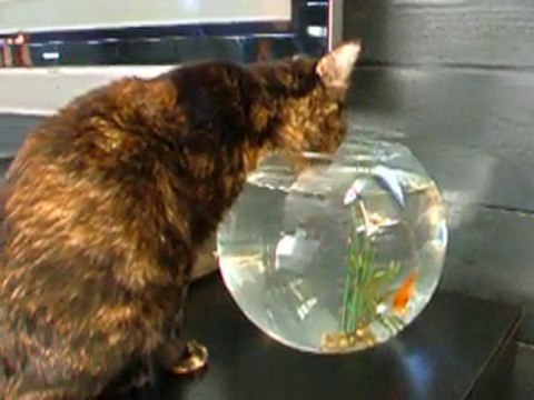 Si je bois toute l'eau ,je chope le poisson!!