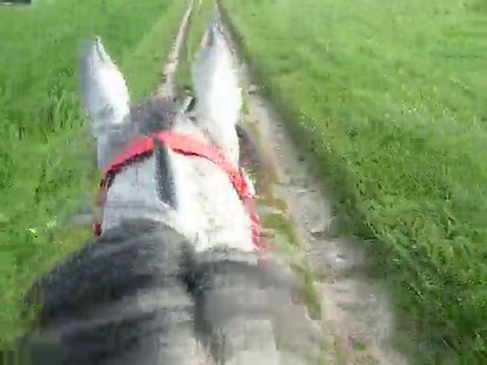P1020169 galop