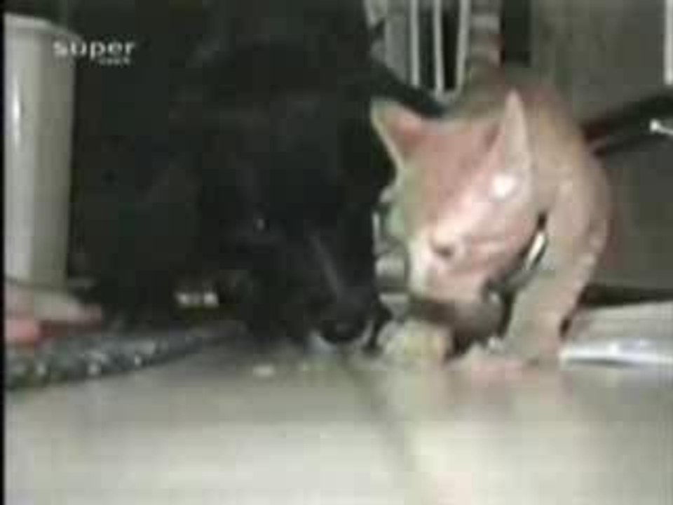 chat et chien