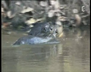 miracles du pantanal (4 et fin)