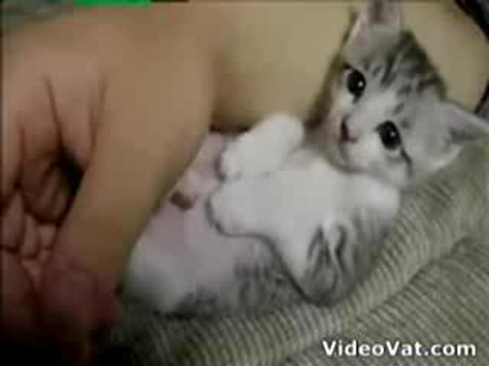 Chaton trop mimi