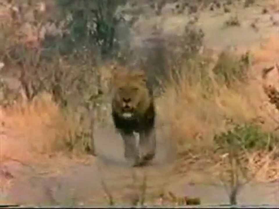 South African Dreams