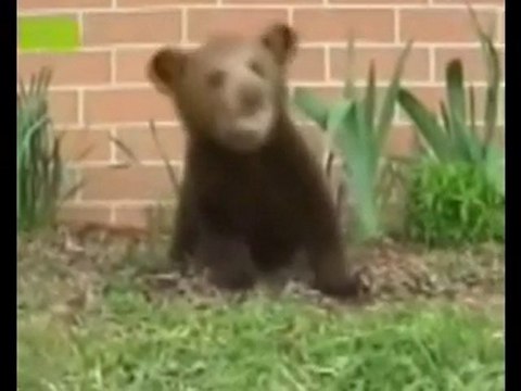 Headbanging Metal Bear