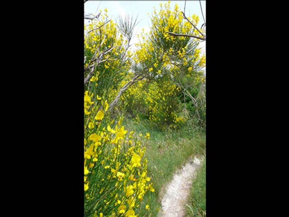 beaumes de venise oppidum