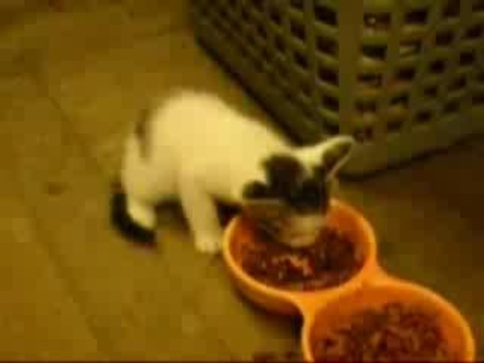 Chaton qui as trés faim!