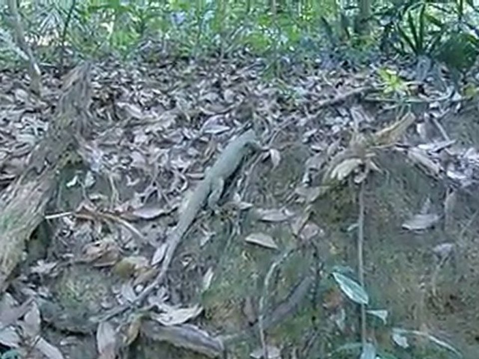 Gros lézard vu à Bukit Timah Nature Reserve Singapour