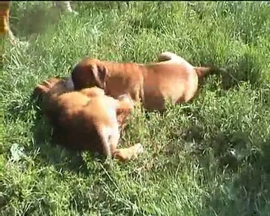 bb bora betty 6semaines