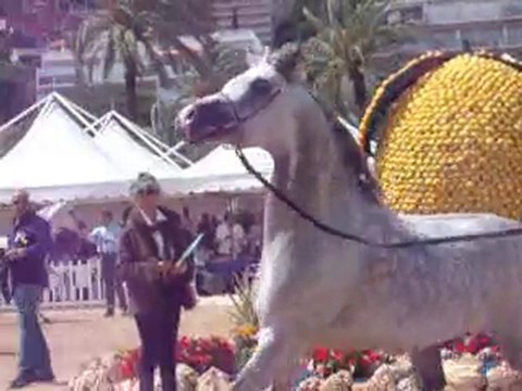 championnat de pur sang arabe 2010