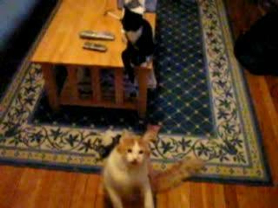 Chat qui joue avec les bulles