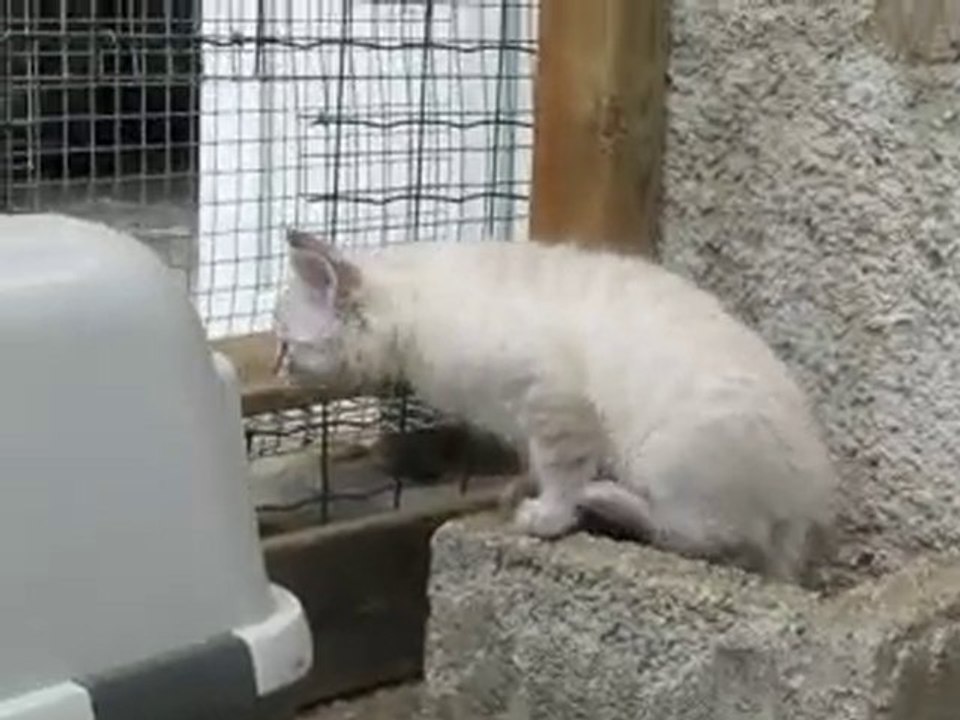 chaton neva