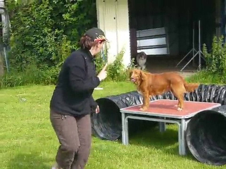 Myasthenie grave chez un chien : après traitement