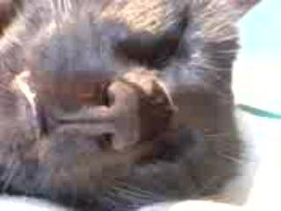 Chat qui parle !!!!
