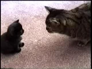 Tout simplement trop mimi