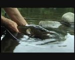 Belle truite des gaves des Pyrénées capturée en nymphe