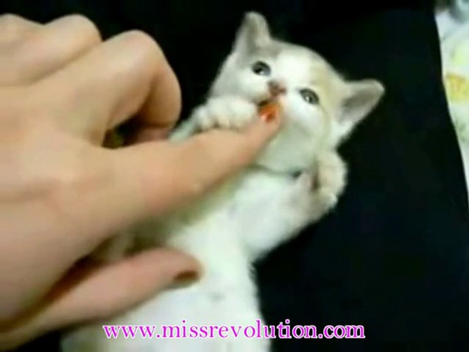 sweet dog and cute kitty