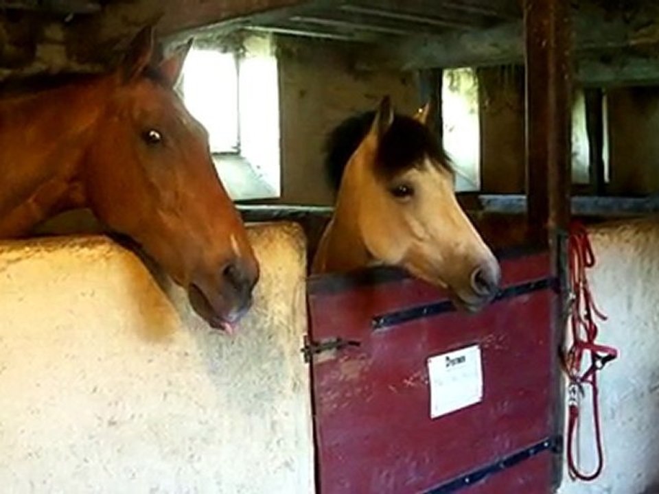 reglisse et fergus
