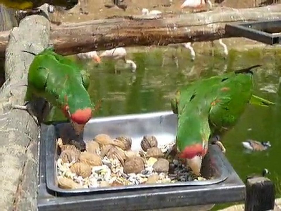 Viens y a des cacahuètes