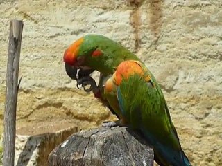 Pas besoin de casse noix