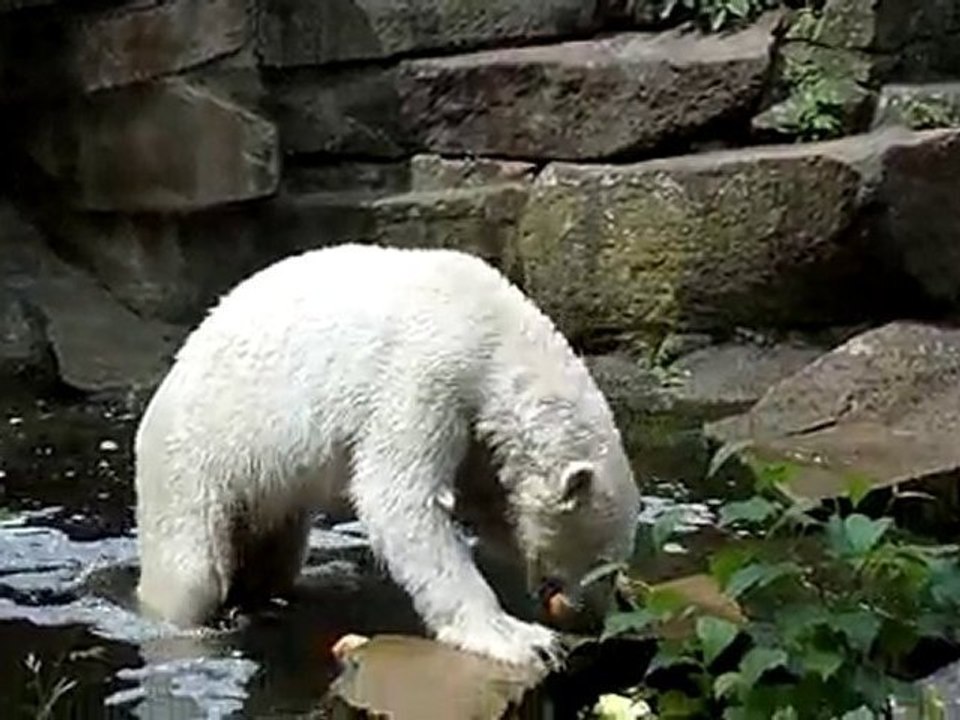 00011-L'ours blanc au zoo de Berlin