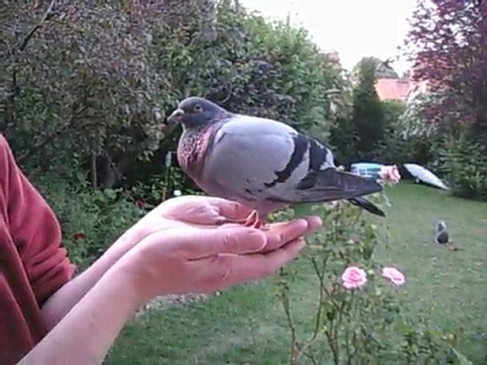 Un pigeon est venu passer la nuit