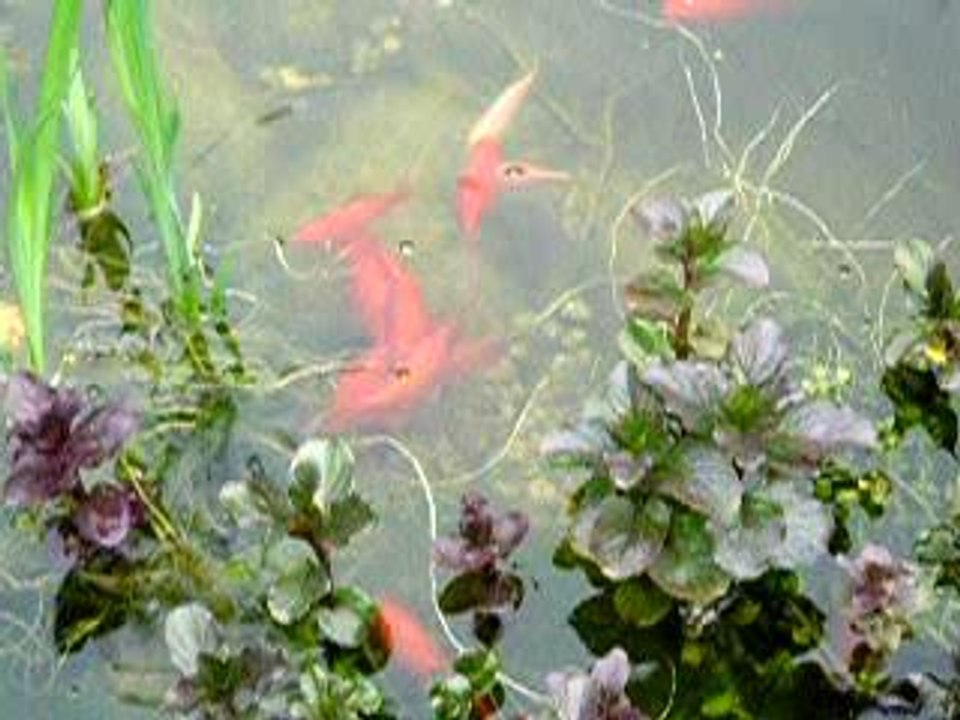 la ponte des poissons rouges