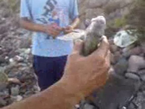 Hasan BALIKÇI balikcilar.org