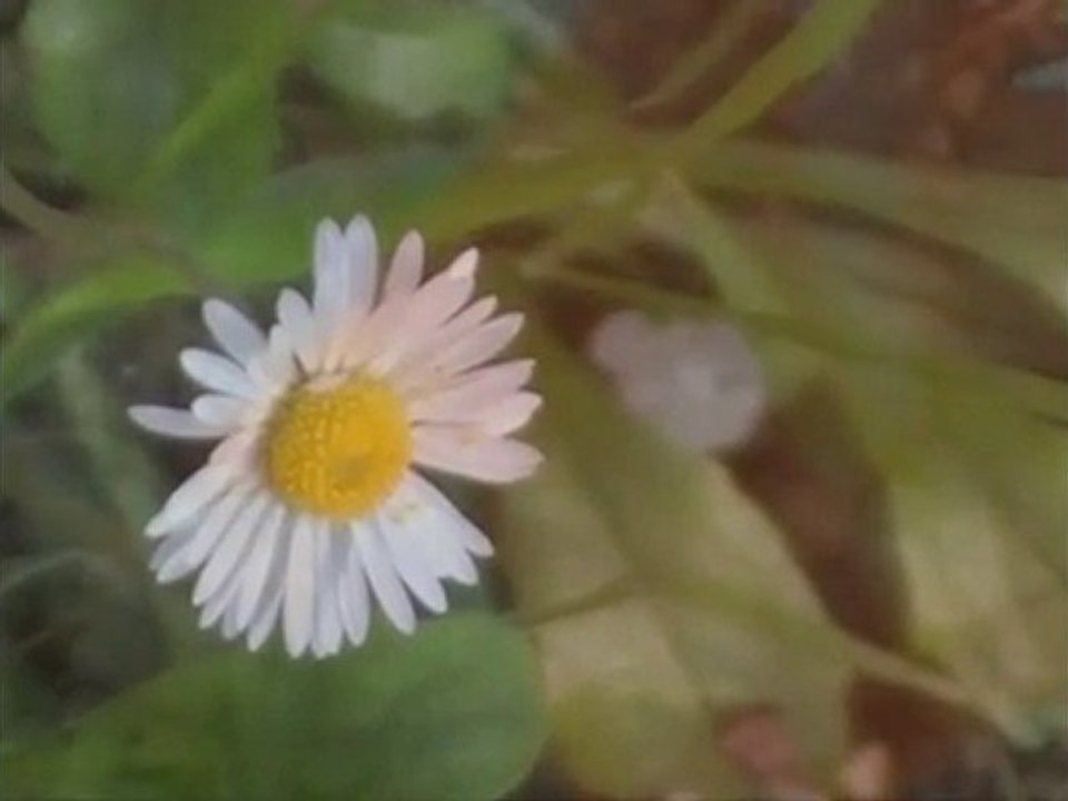 Rock-and-Flowers HD