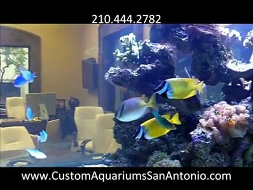 This Is An 800 Gallon Saltwater Aquariums San Antonio