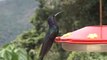Hummingbirds in Costa Rica