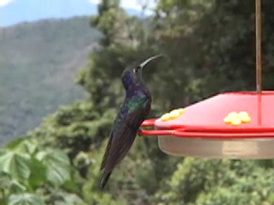 Hummingbirds in Costa Rica