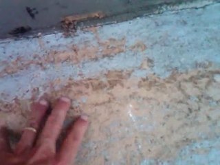 Definition of a termite infestation