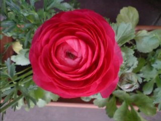 Müzeyyen Senar-Pencereden Kuş Uçtu