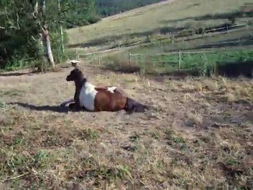 MES PHOTO A MII DU MANOIR 068