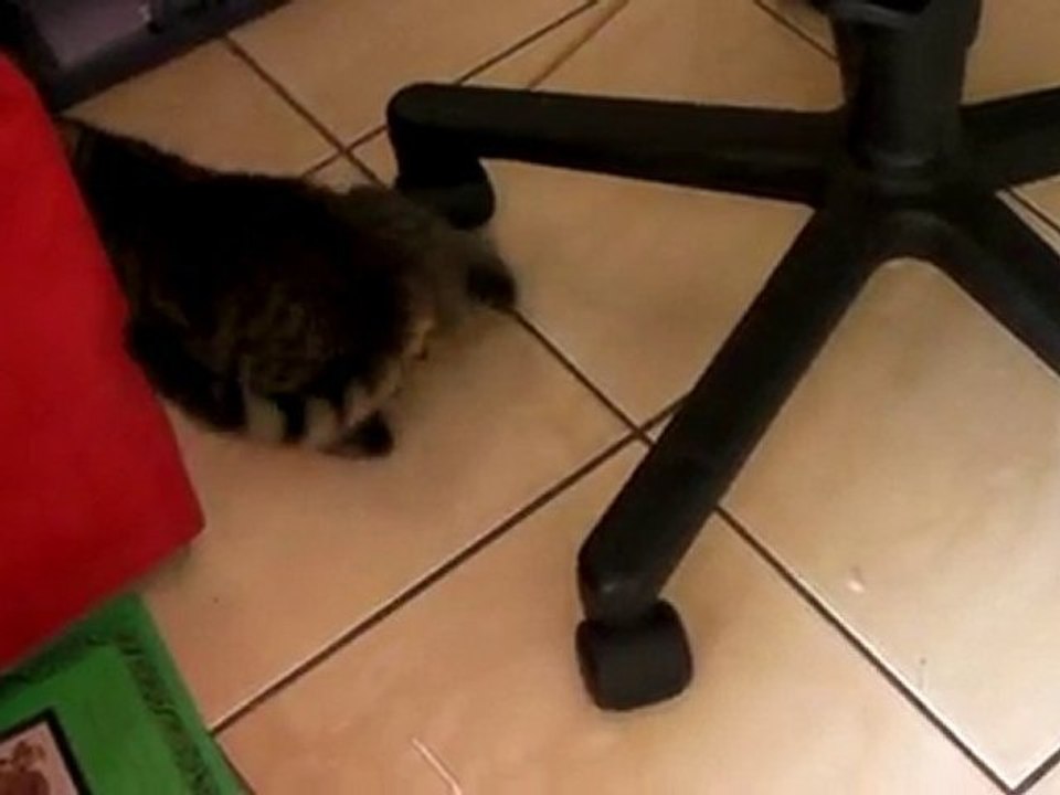 Sushi - juin 2010