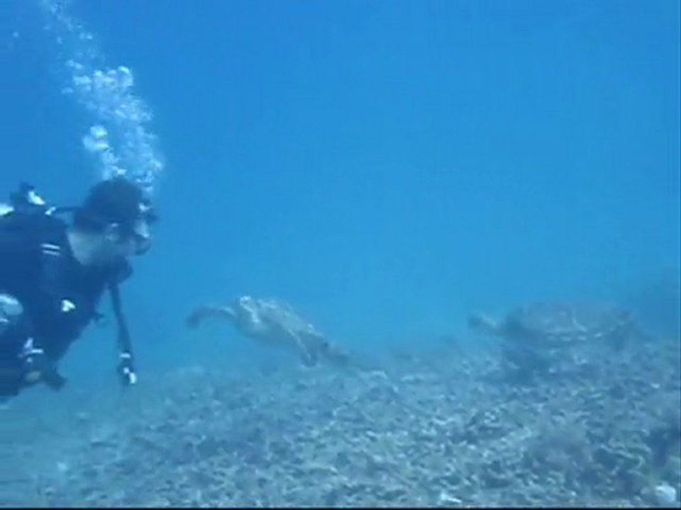 Nage avec les tortues