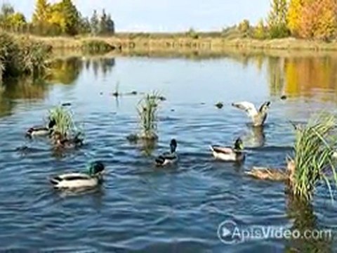 Ashton Park Apartamentos en Grand Prairie, ...