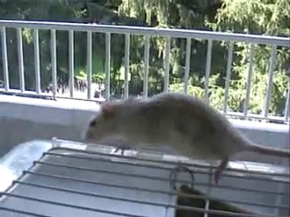 micmic et sa patte !