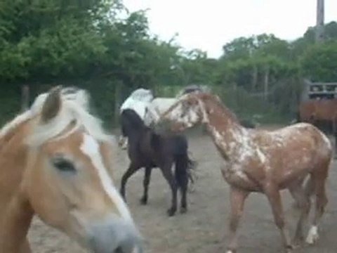 Content le poney ( Keops de pecherie )