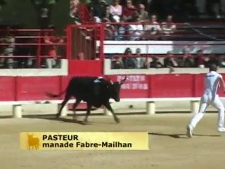 Course Camarguaise à Châteaurenard