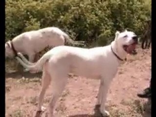 Şile Buluşması,Dogo Argentino&Cane Corsa