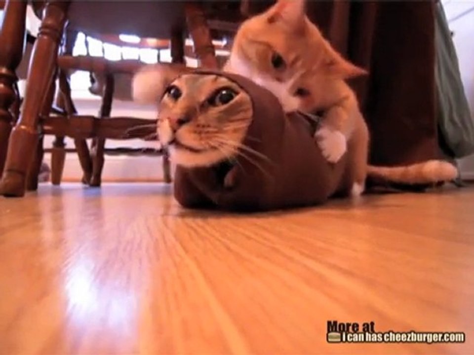 Kitteh Noms Purrito
