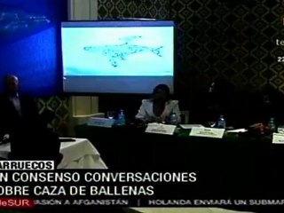 Sin consenso conversaciones sobre caza de ballenas