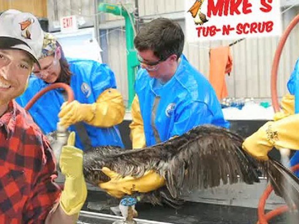 BP oil spill: Pelican Scrubbing!