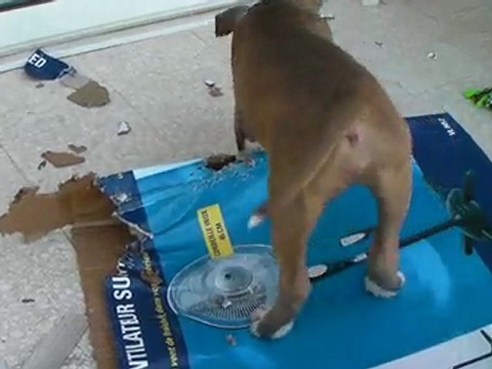 Pti délire sur le balcon