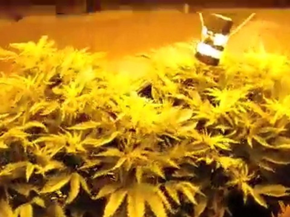 3  plants under 3,000 watts - medical cannabis