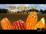 OGM Monsanto 810 et impacts sanitaires