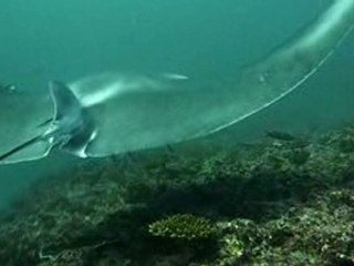 Manta rays