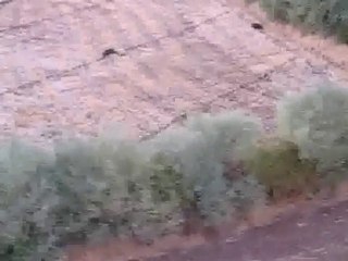 Terörist değil domuz avı malatya 7. hava üssü
