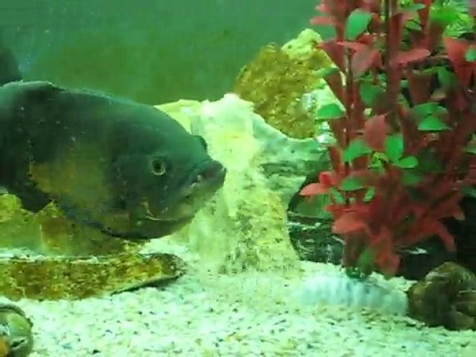 Bu balıklar ne yapıyor?